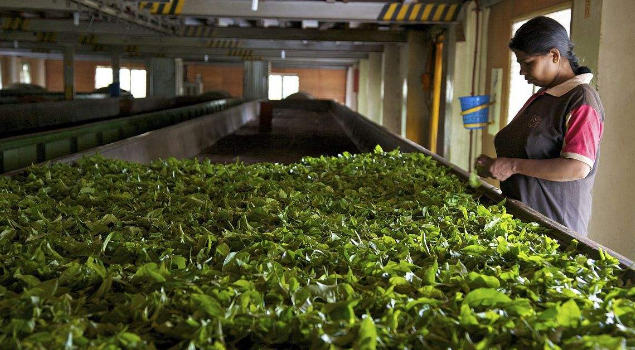 普洱茶殺青烘干蒸汽發(fā)生器 普洱茶殺青烘干蒸汽發(fā)生器
