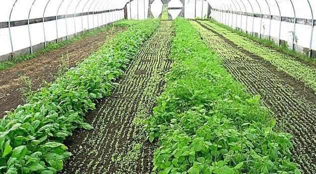 蔬菜大棚蒸汽發(fā)生器讓反季蔬菜營養(yǎng)不流失！