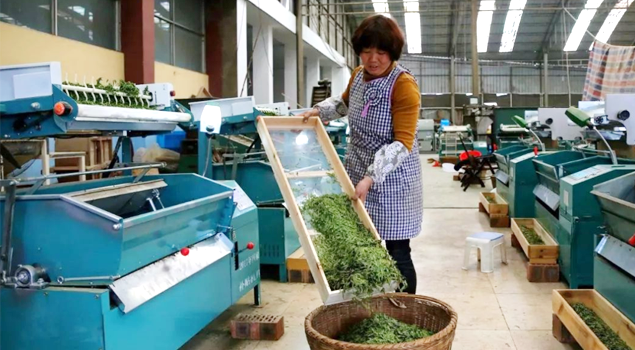 春茶貴如金，茶商如何在短時間內海量備貨？