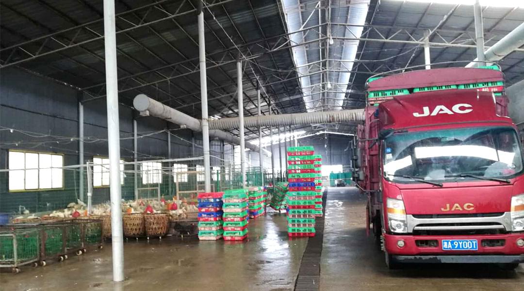 湖南燃?xì)庹羝仩t燒水燙雞毛易拔毛 湖南燃?xì)庹羝仩t燒水燙雞毛易拔毛